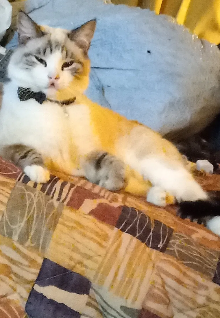 Lost cat in Blacksburg, VA, 24060