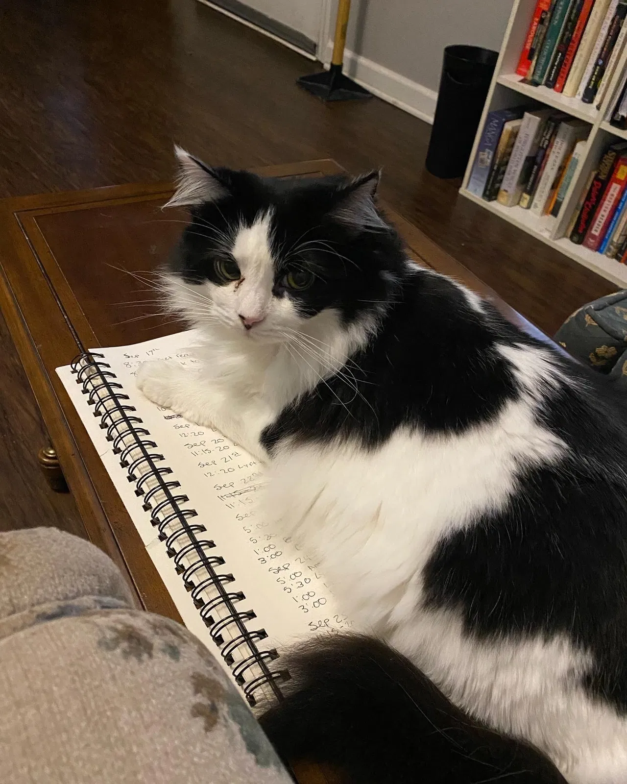 Lost cat in Lexington, KY, 40502