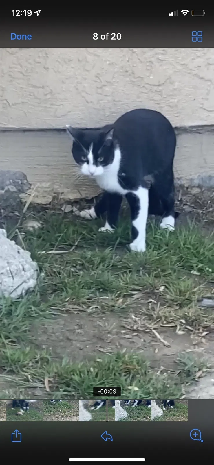 Lost cat in Huntington Beach, CA, 92647