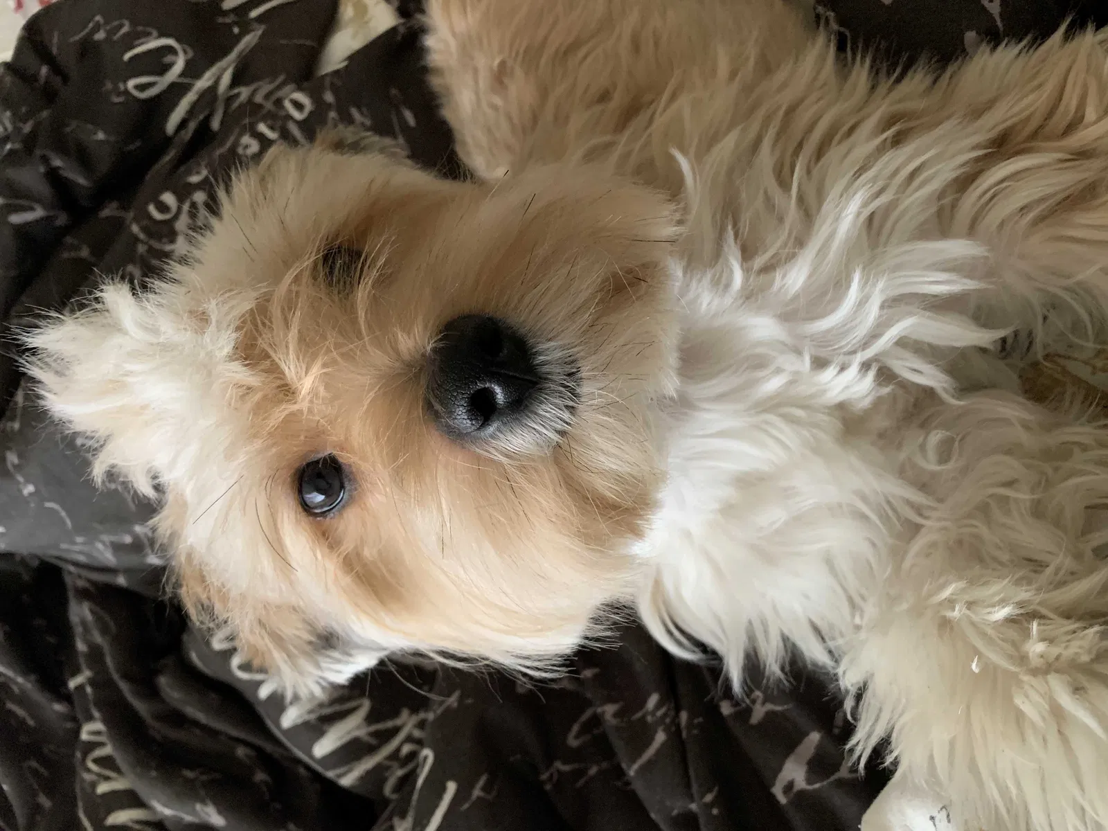 Lost dog in Fort Worth, TX, 76120