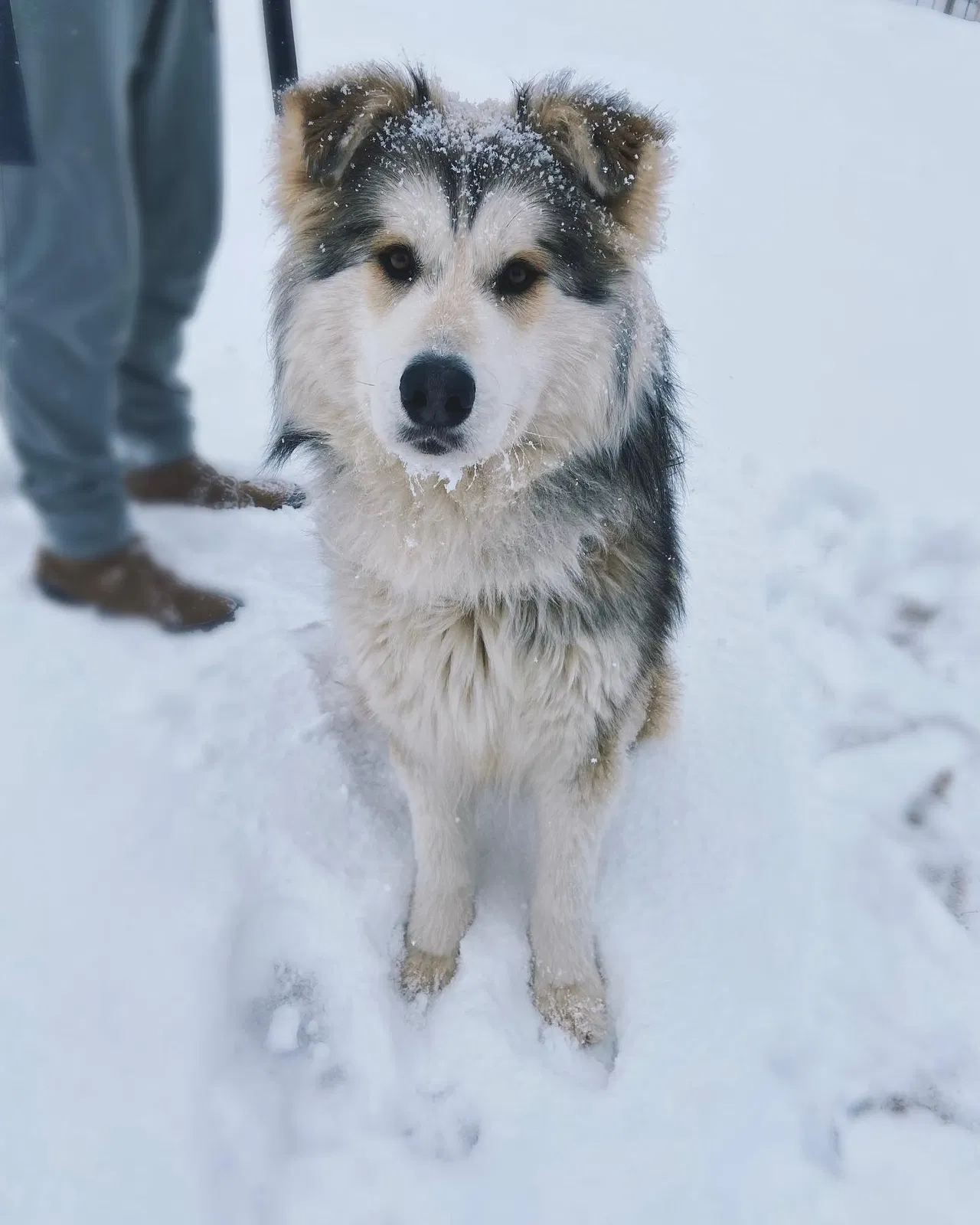 Lost dog in Denver, CO, 80207