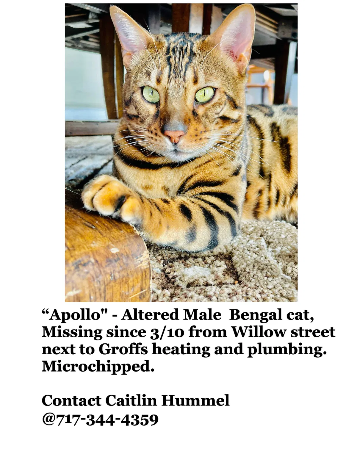Lost cat in Willow Street, PA, 17584