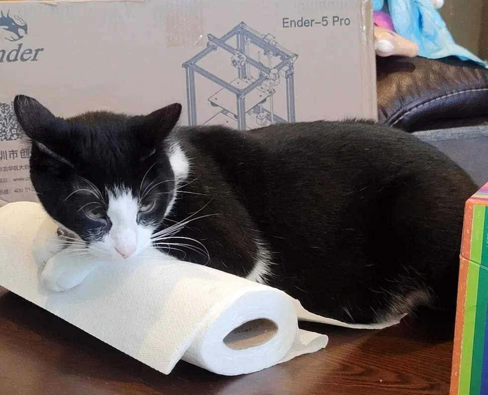 Lost cat in Arlington, TX, 76013