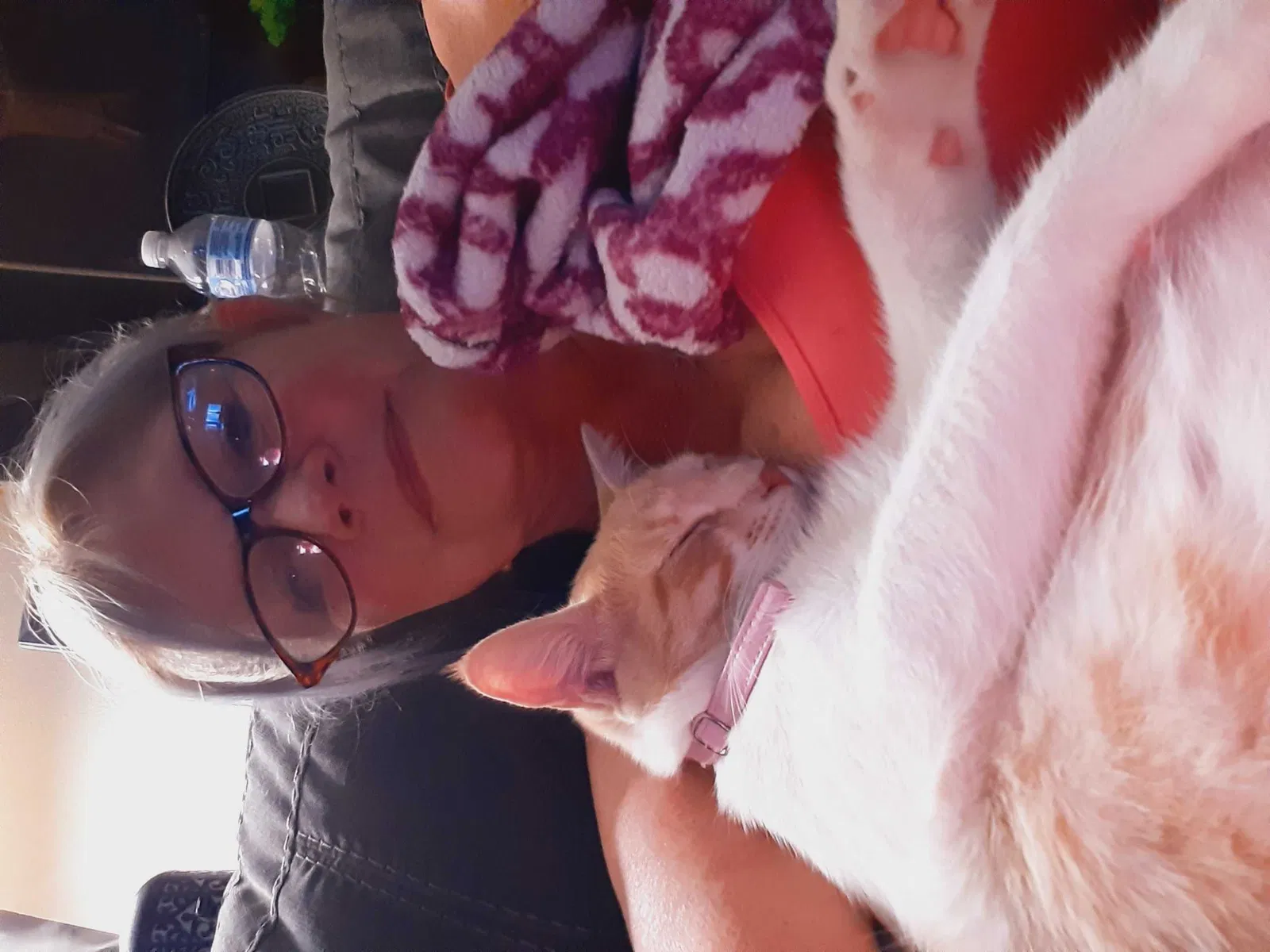 Lost cat in Lafayette, LA, 70507