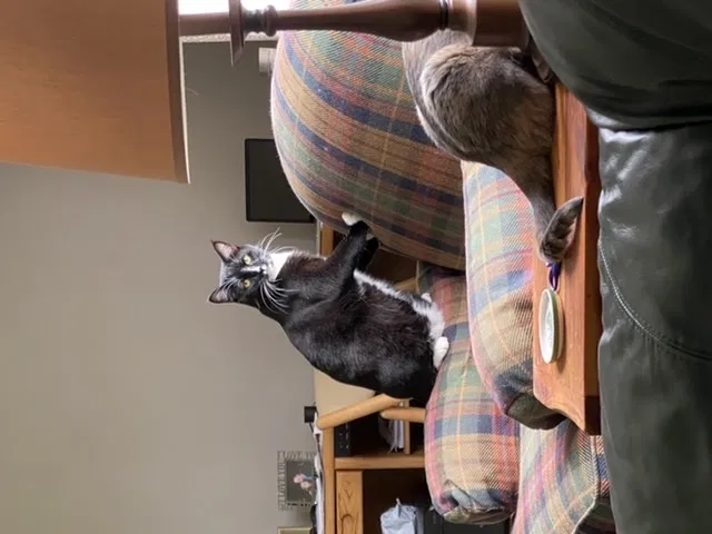Lost cat in Port Saint Lucie, FL, 34986