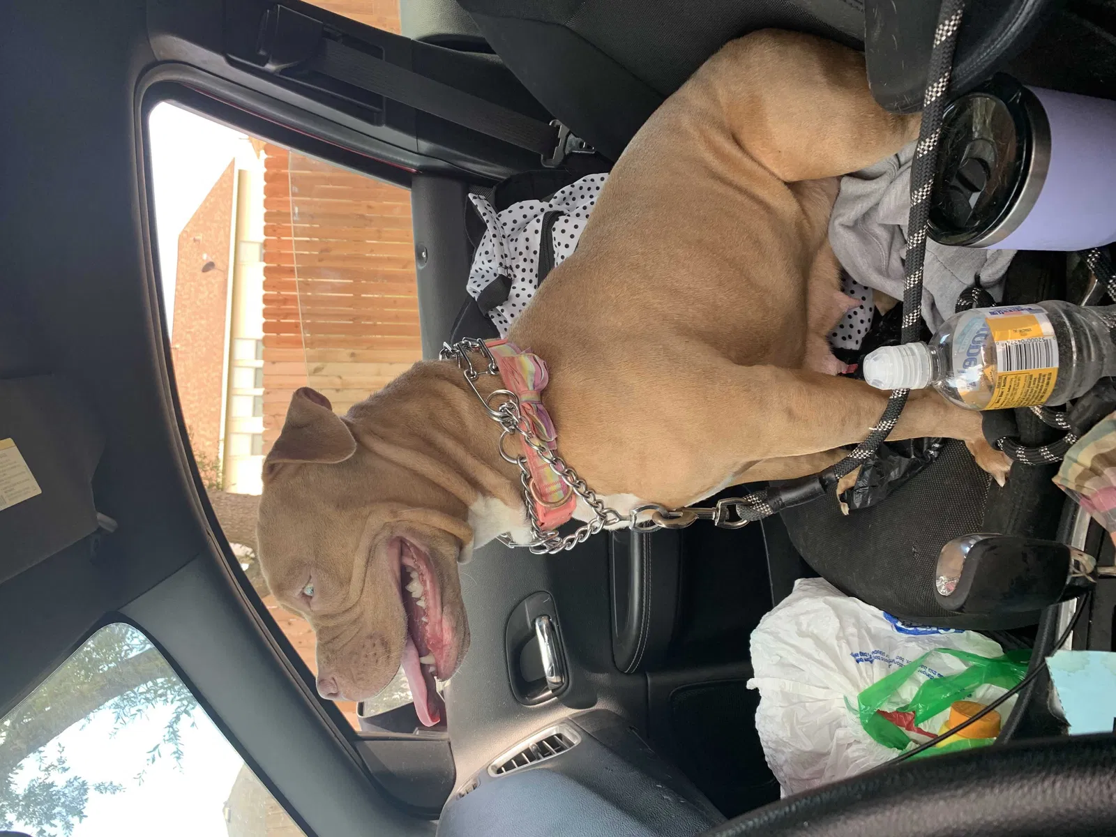 Lost dog in Katy, TX, 77449