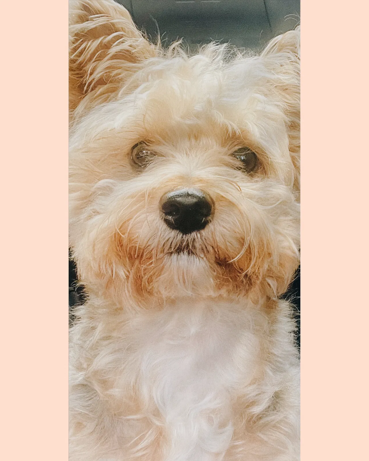 Lost dog in Federal Way, WA, 98023