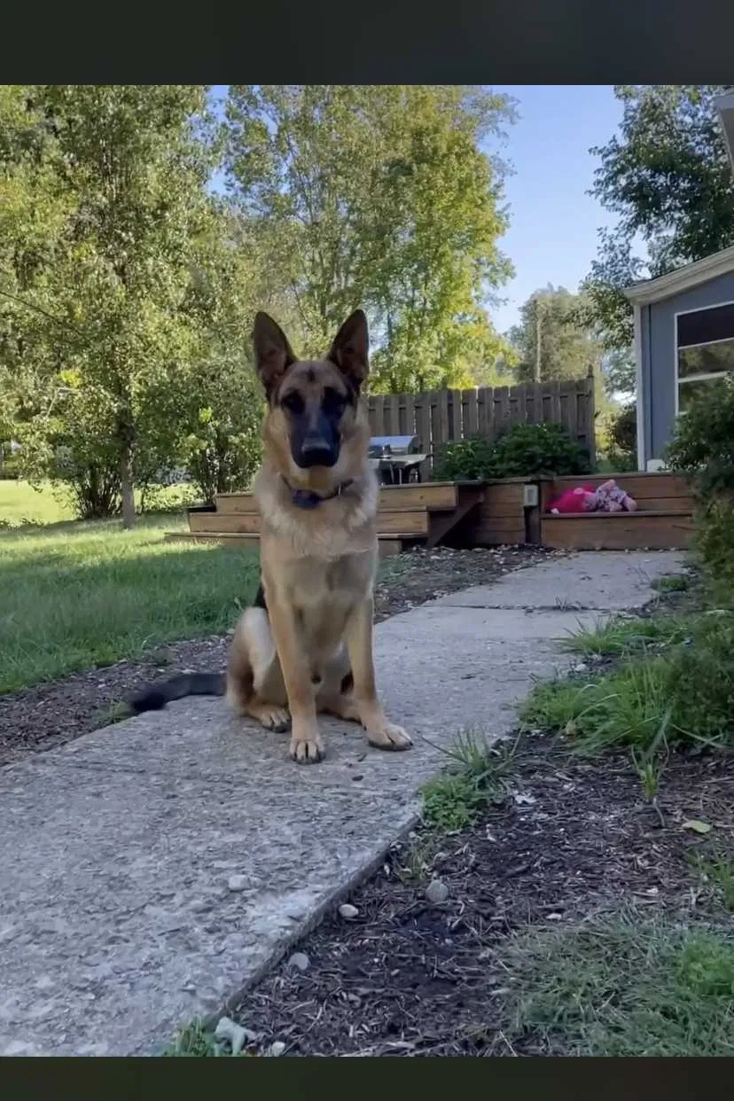 Lost dog in Bloomington, IN, 47401