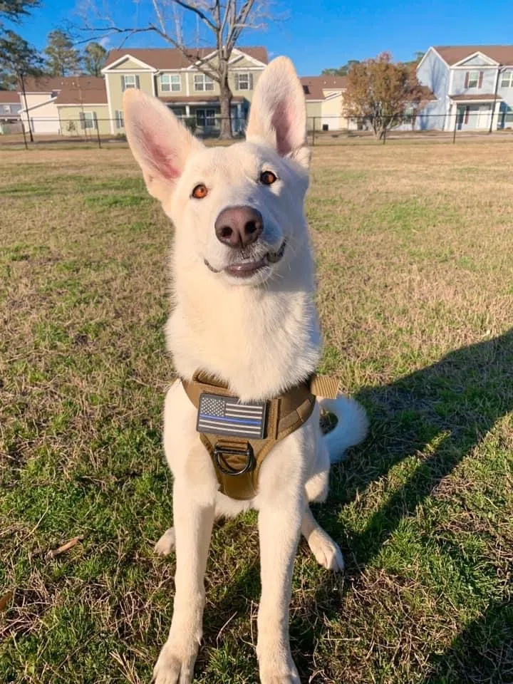 Lost dog in Monroe, NC, 28110