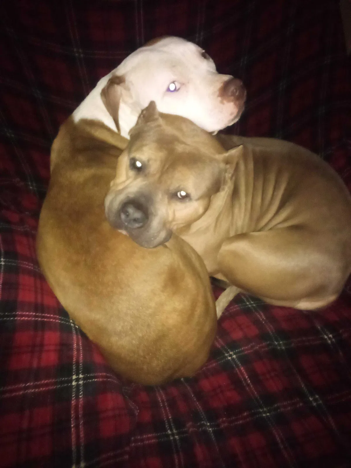 Lost dog in Pleasureville, KY, 40057
