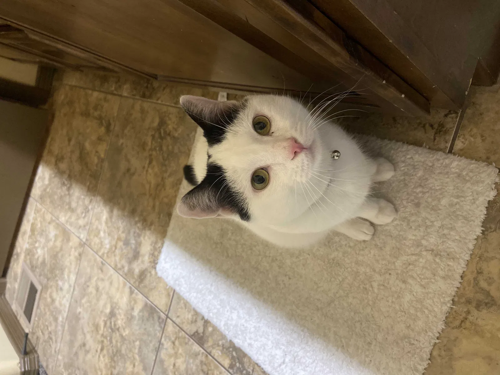 Lost cat in Las Cruces, NM, 88012