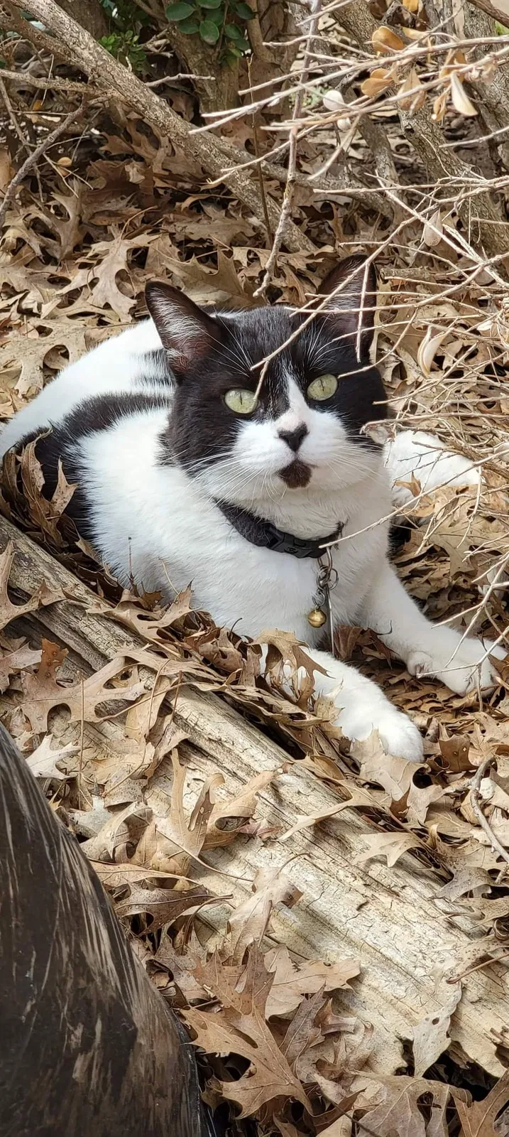 Lost cat in Round Rock, TX, 78664