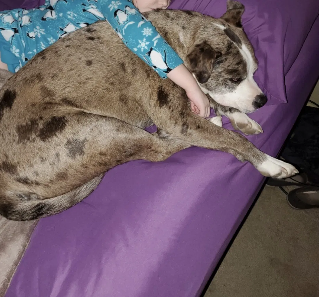 Lost dog in Rancho Cucamonga, CA, 91701