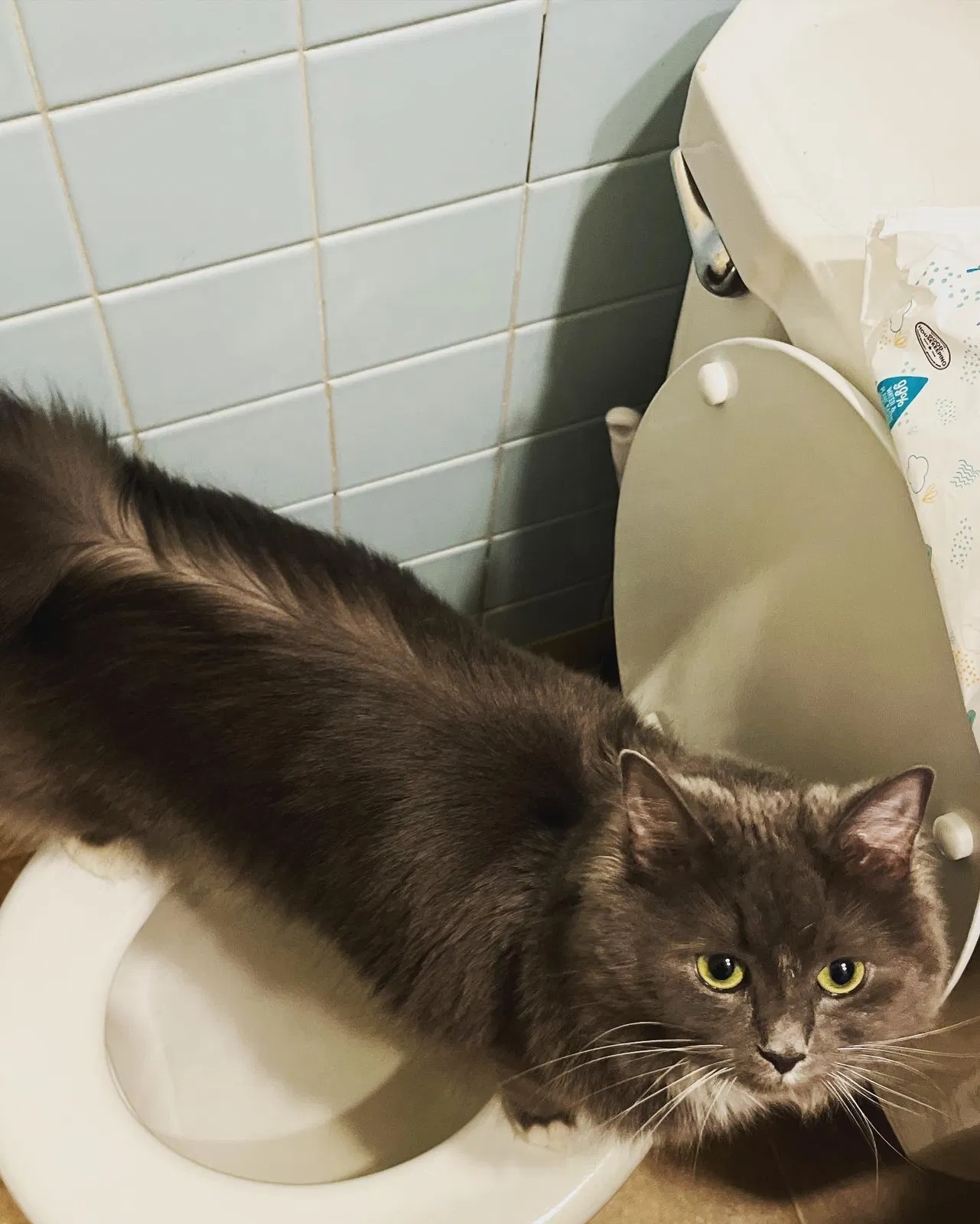 Lost cat in Columbus, OH, 43212
