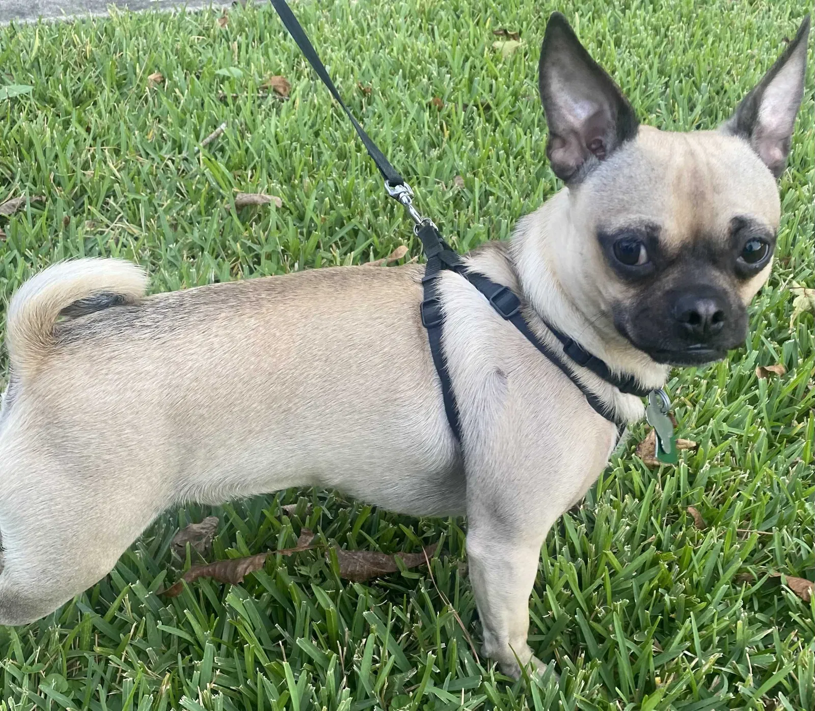 Lost dog in Houston, TX, 77093