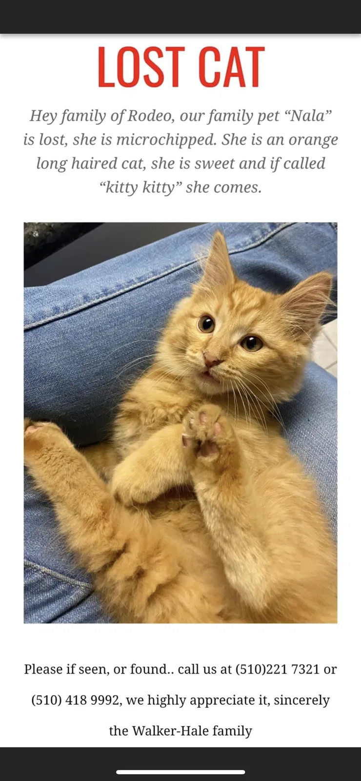 Lost cat in Rodeo, CA, 94572
