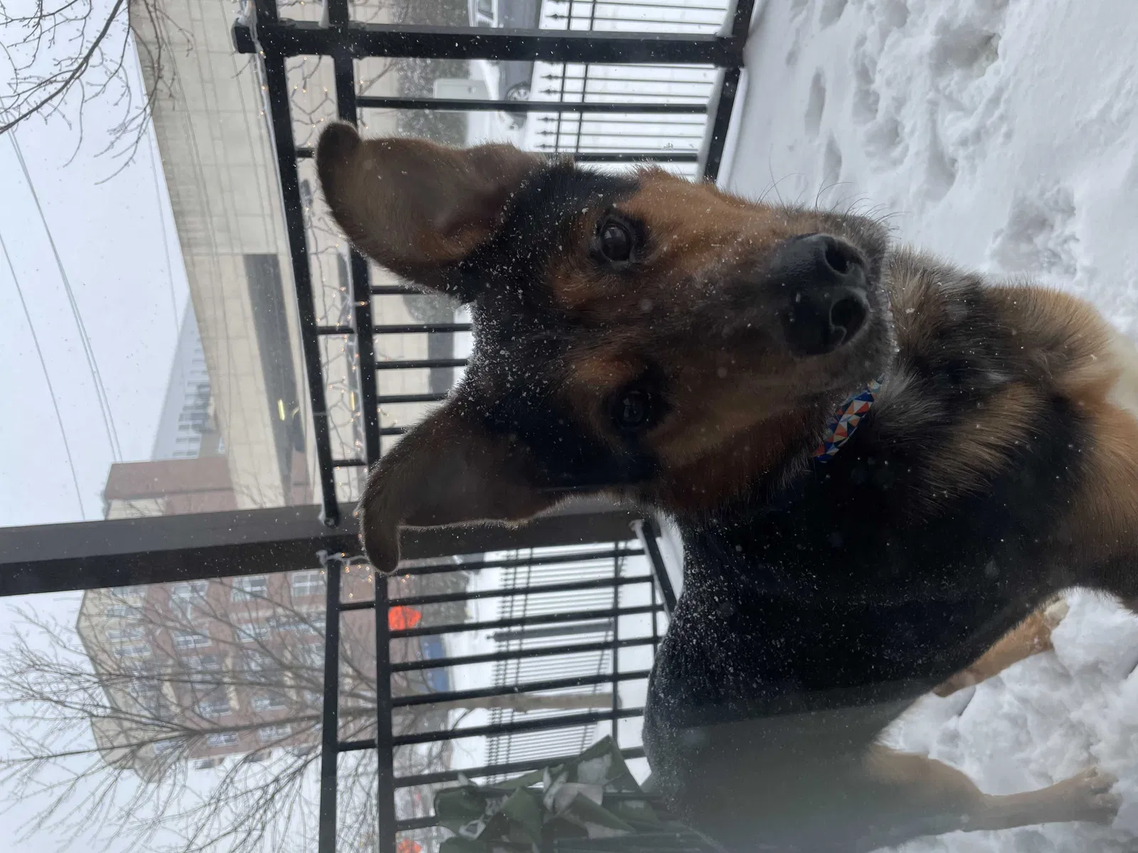 Lost dog in Gary, IN, 46404