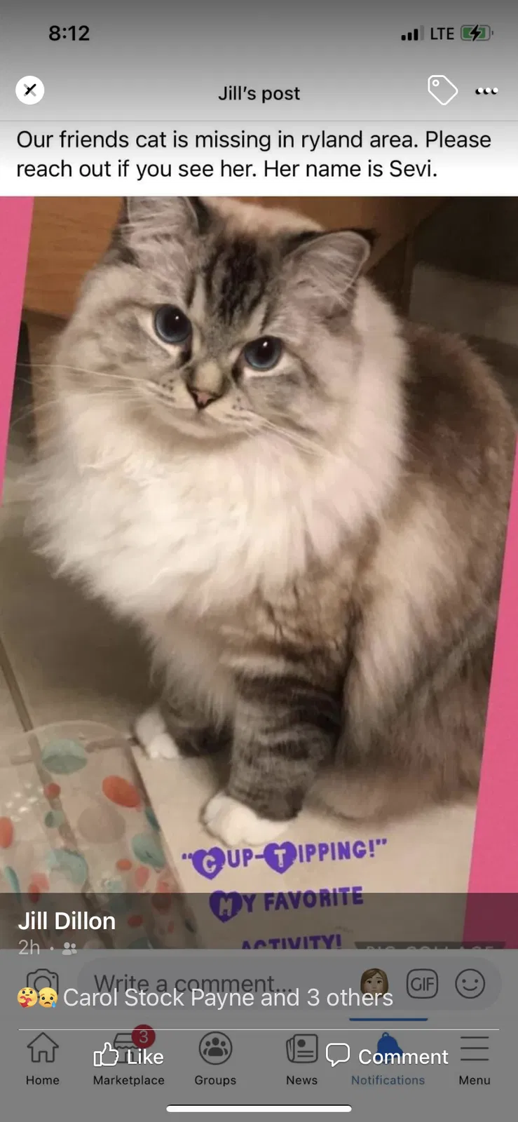 Lost cat in Ramona, CA, 92065