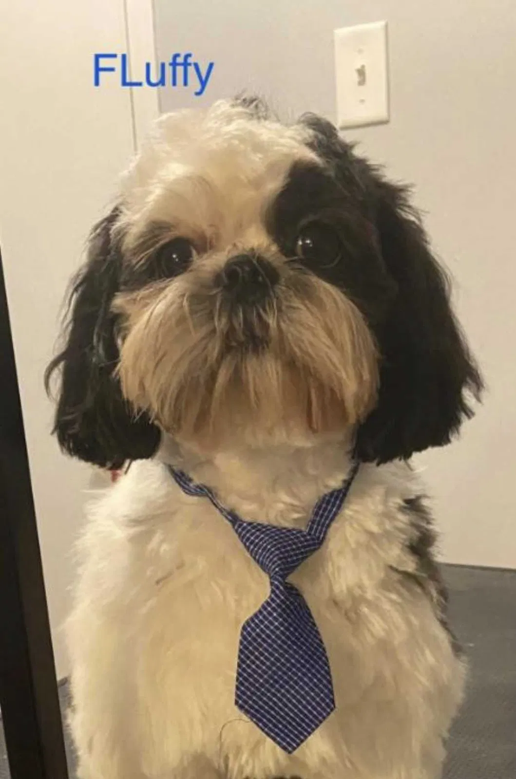 Lost dog in Chesterfield, VA, 23832