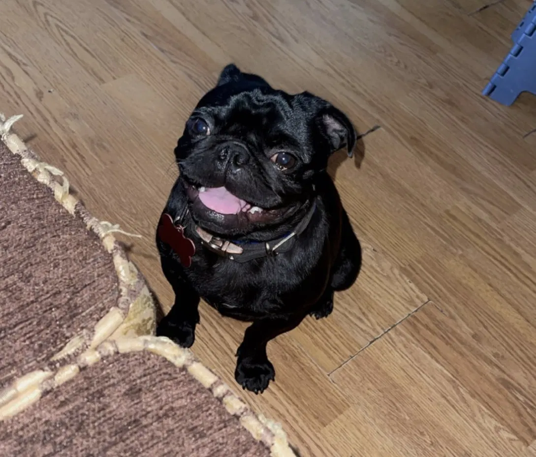 Lost dog in Montclair, CA, 91763