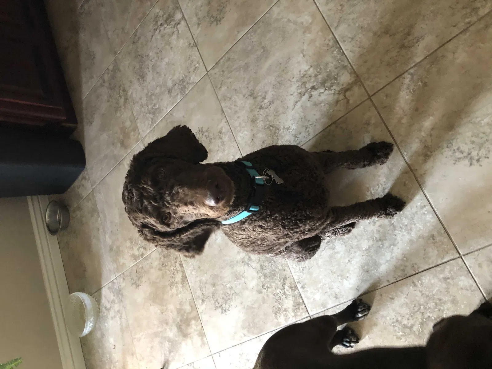 Lost dog in Phoenix, AZ, 85051