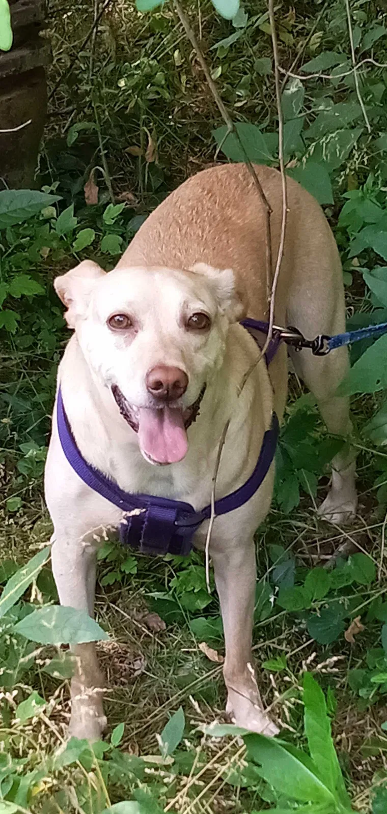 Lost dog in Maryville, TN, 37803