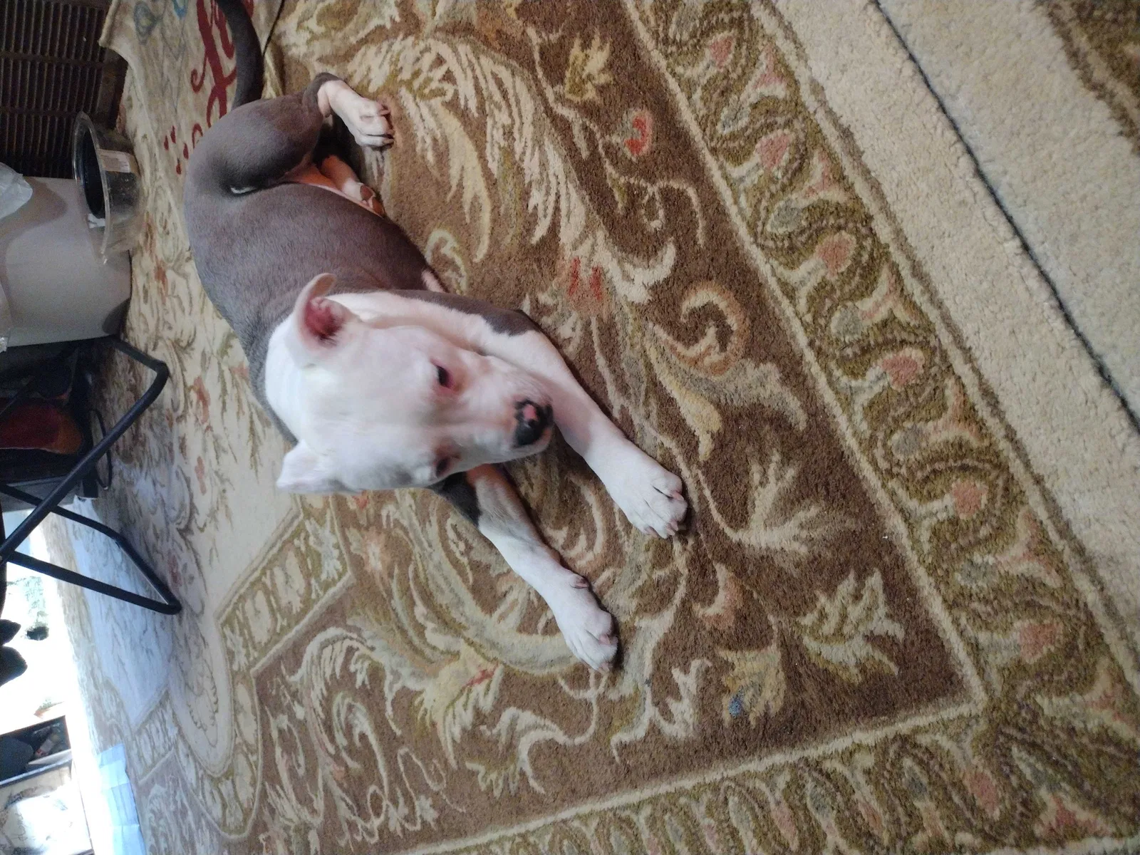 Found dog in Lubbock, TX, 79404