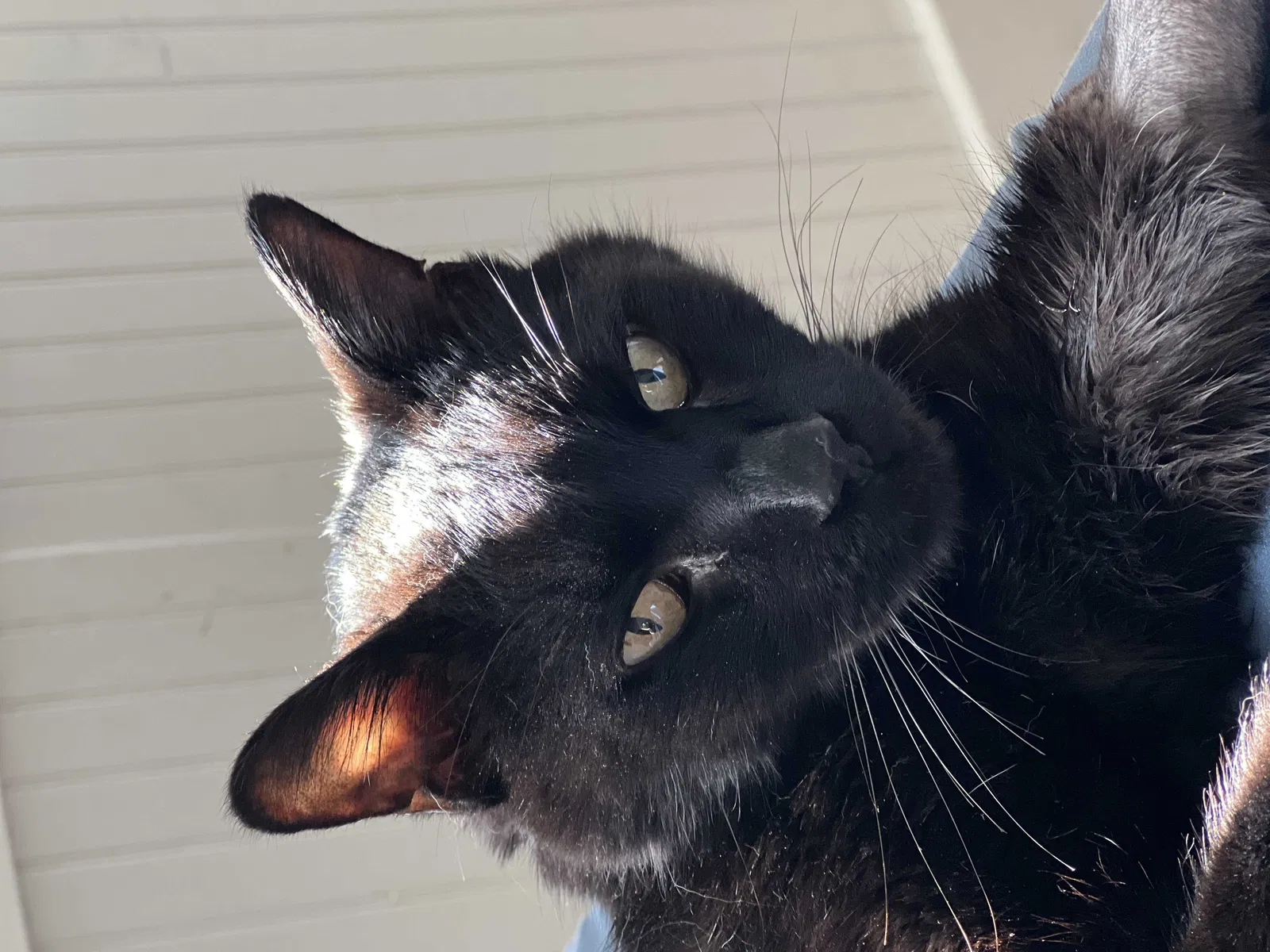 Lost cat in Reno, NV, 89503