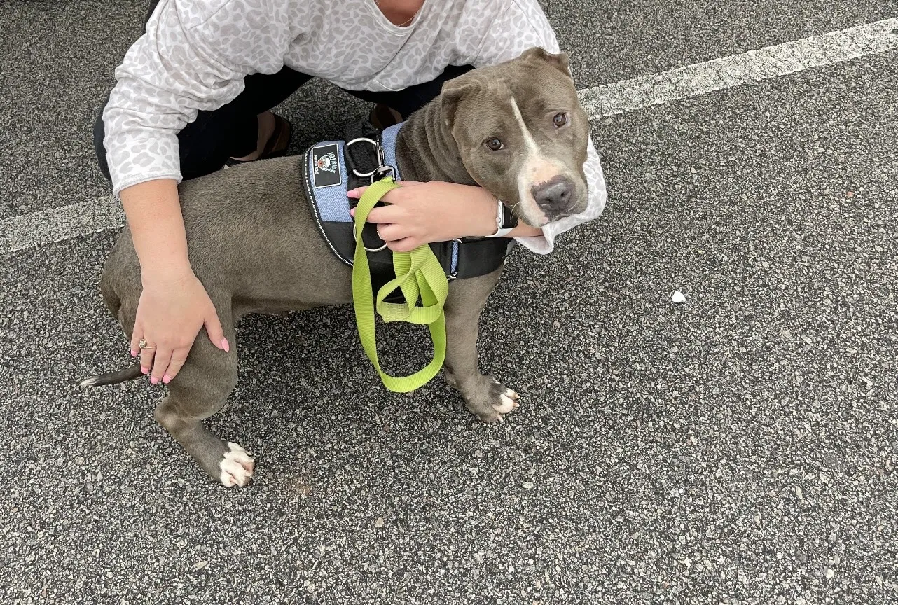 Lost dog in Lancaster, SC, 29720