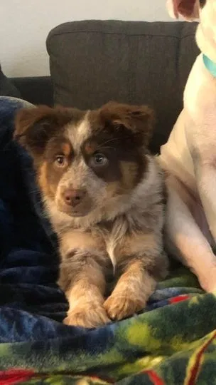 Lost dog in Vancouver, WA, 98665