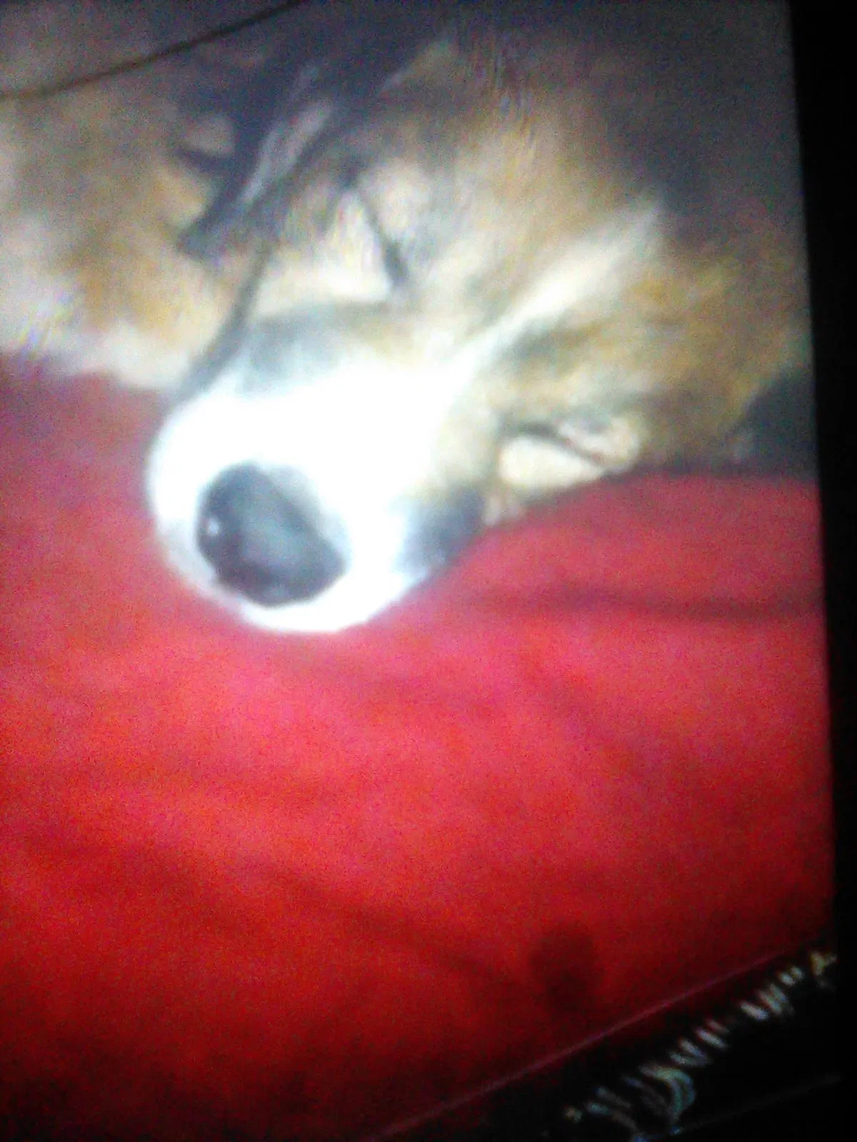 Lost dog in Dayton, OH, 45405
