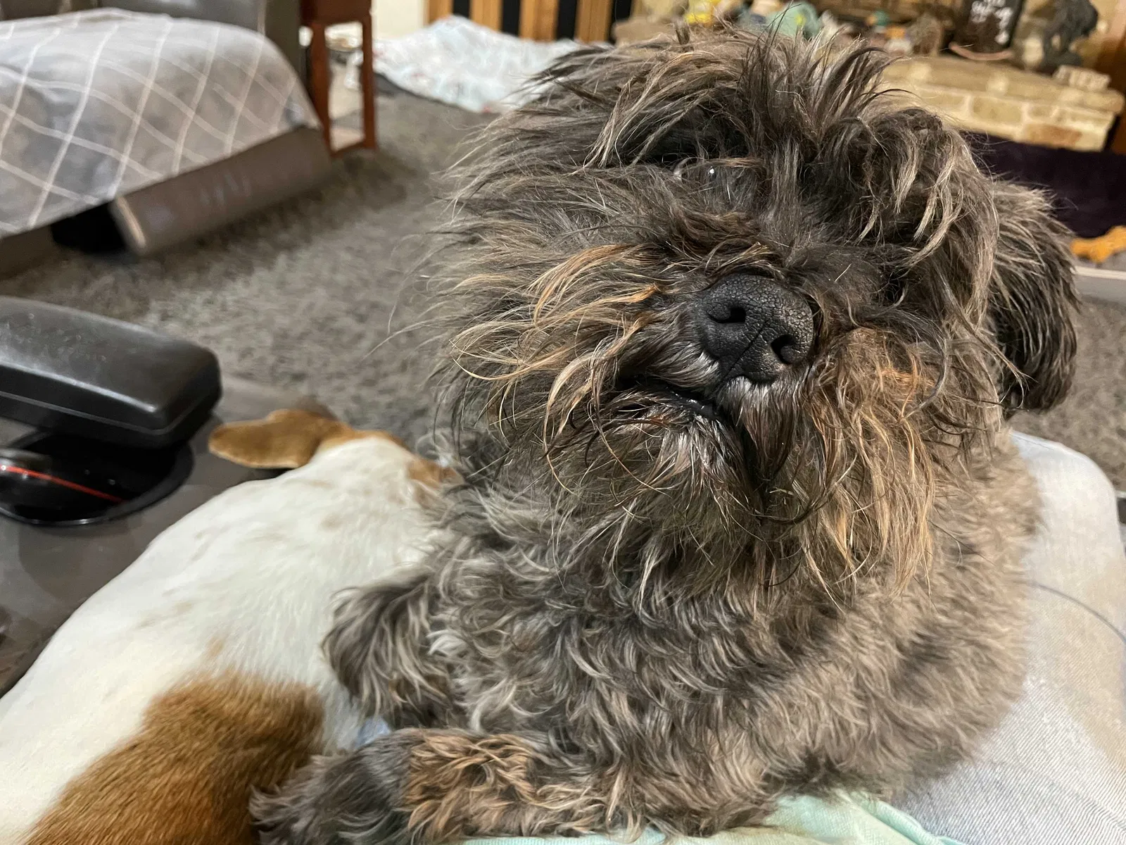 Lost dog in Melissa, TX, 75454