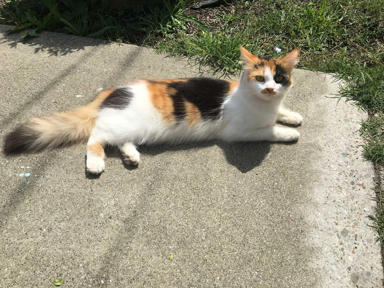 Lost cat in Napa, CA, 94558
