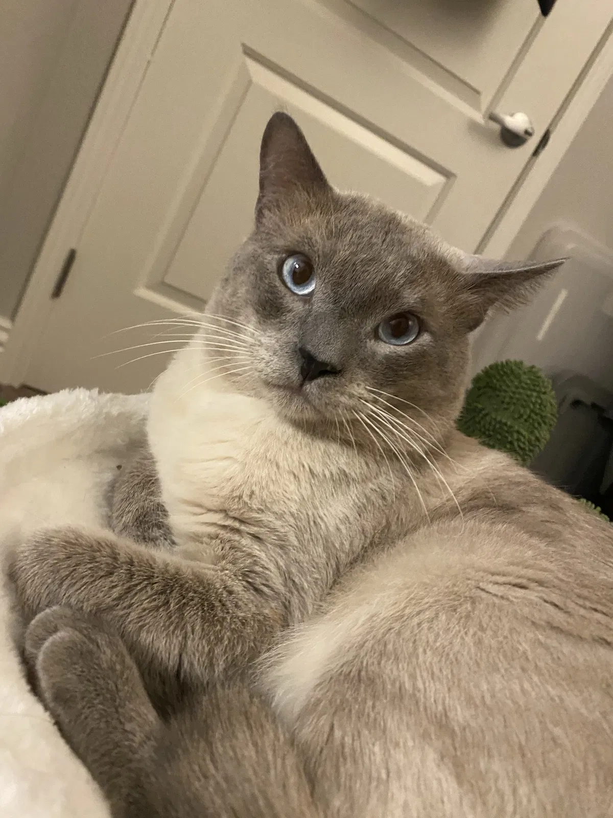 Lost cat in Las Vegas, NV, 89122