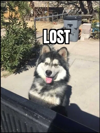 Lost dog in El Paso, TX, 79915