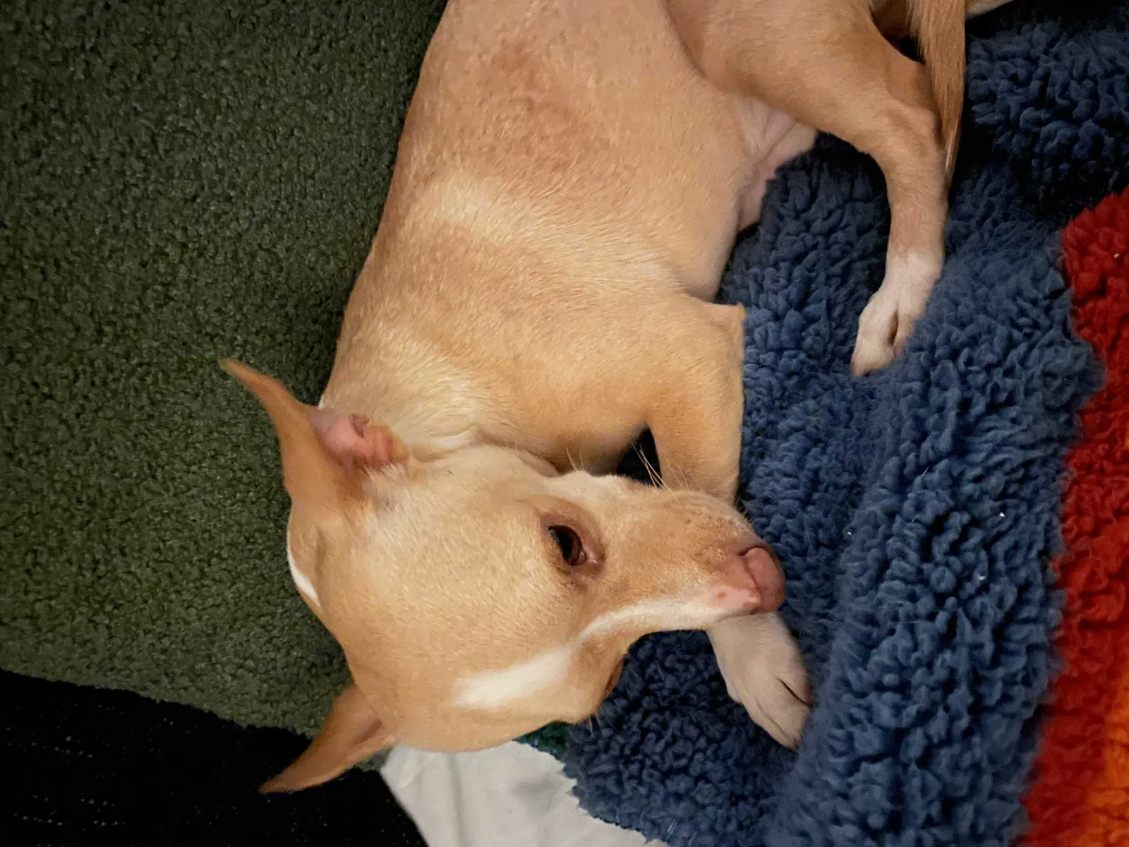 Lost dog in Daly City, CA, 94014