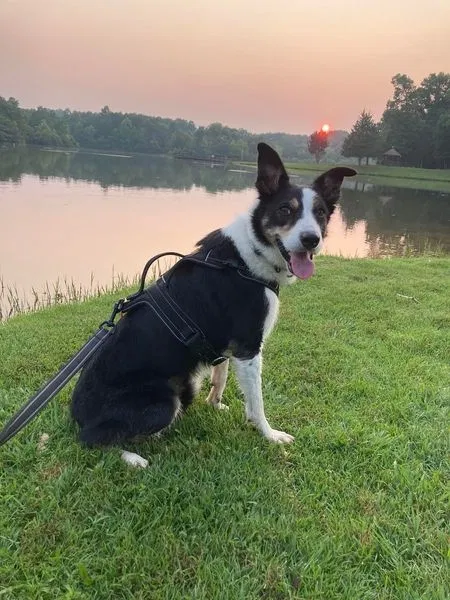 Lost dog in Mebane, NC, 27302