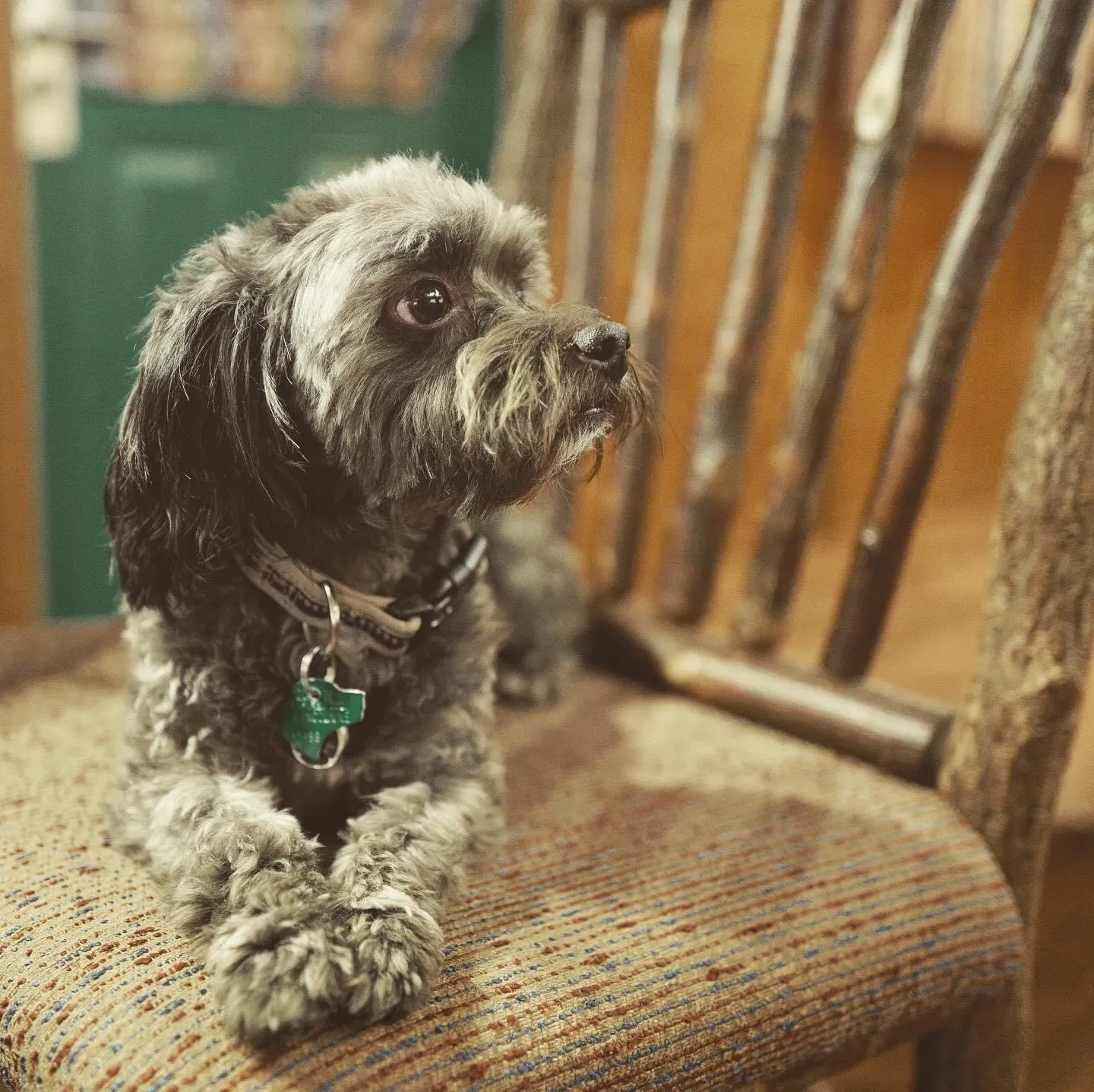 Lost dog in Kyle, TX, 78640