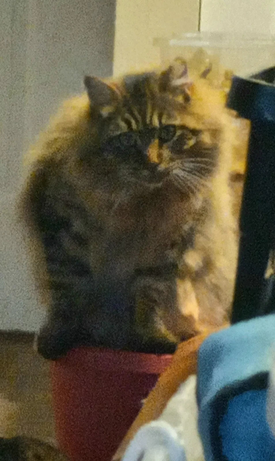 Lost cat in Lake Stevens, WA, 98258