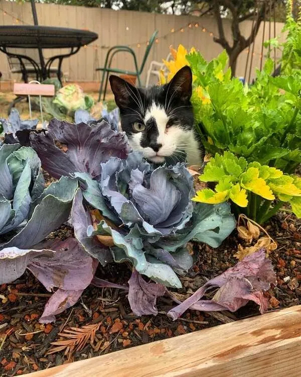 Lost cat in El Cerrito, CA, 94530