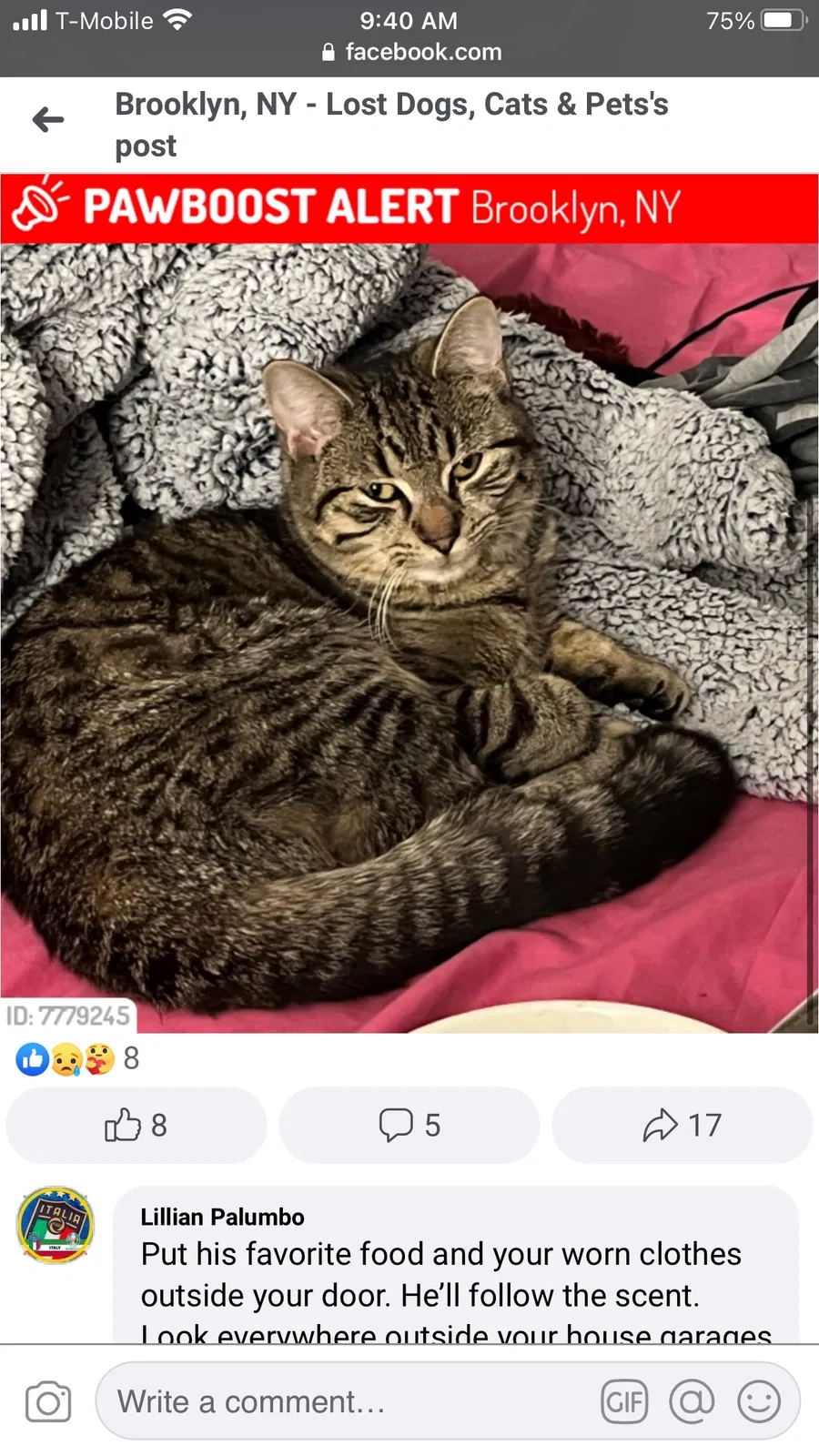 Lost cat in Brooklyn, NY, 11205
