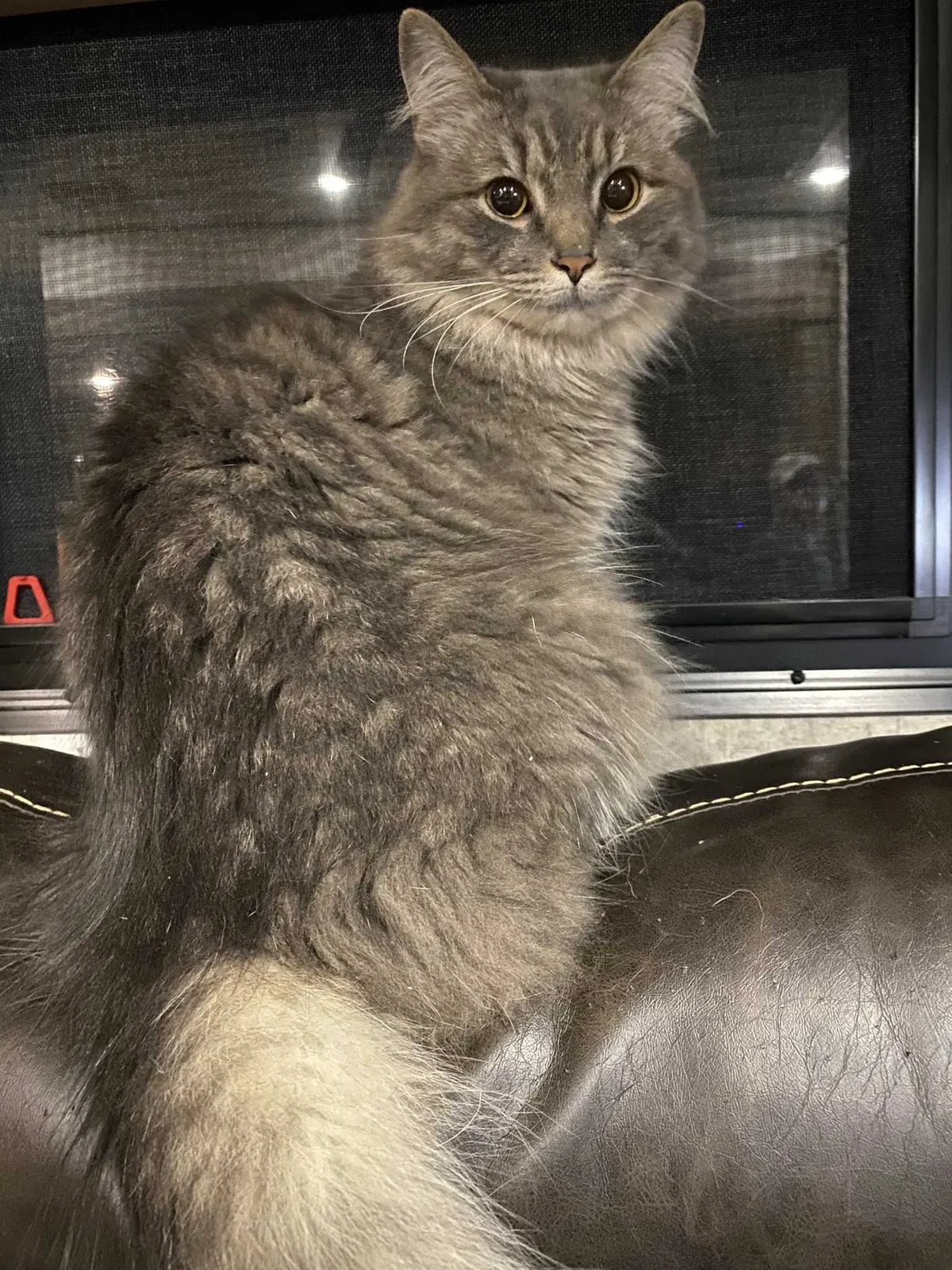 Lost cat in Lenoir City, TN, 37771