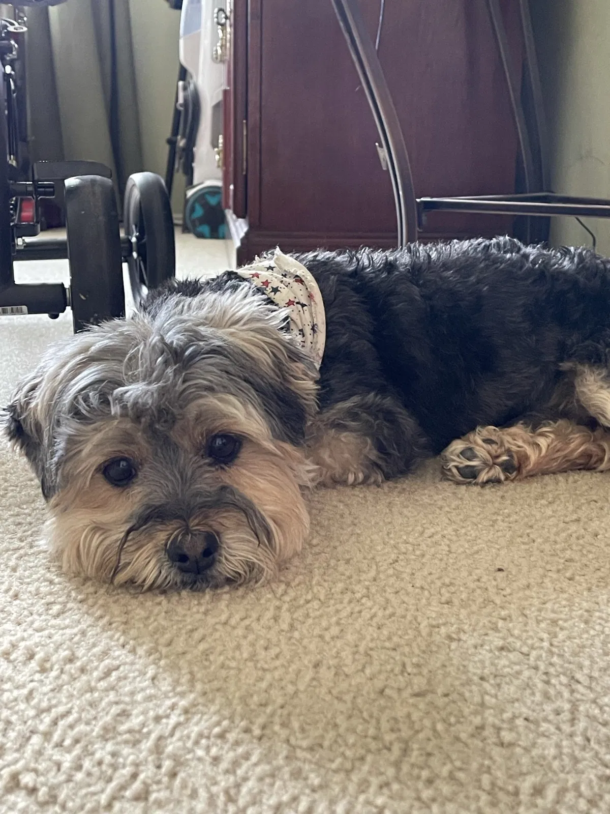 Lost dog in Forney, TX, 75126