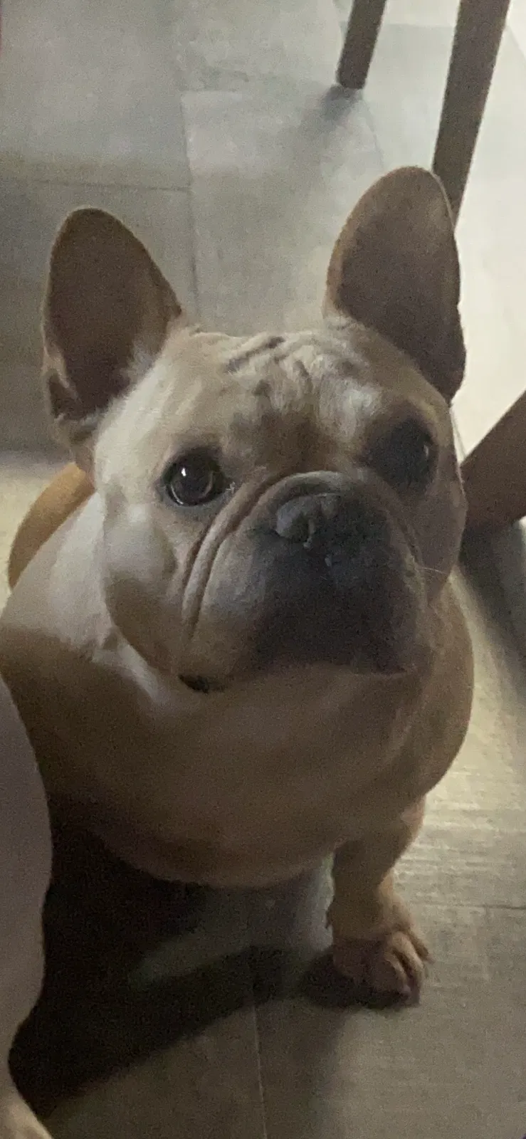 Lost dog in Chula Vista, CA, 91913