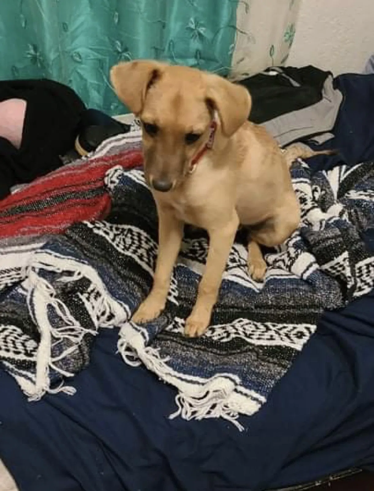 Lost dog in San Diego, CA, 92113