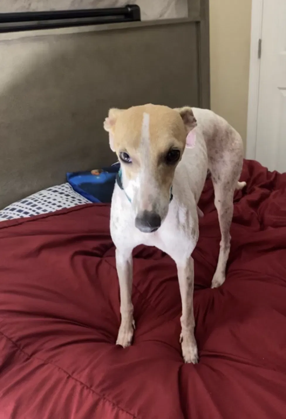 Lost dog in Weslaco, TX, 78599