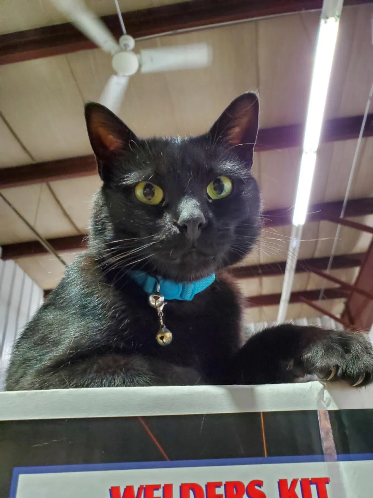Lost cat in Schererville, IN, 46375