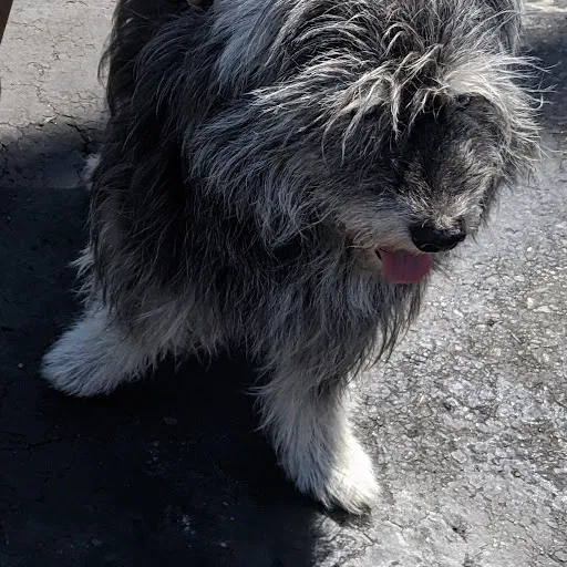 Lost dog in Lakewood, CA, 90715