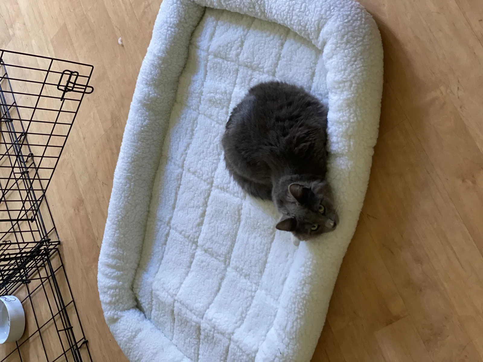 Lost cat in Mission Viejo, CA, 92691