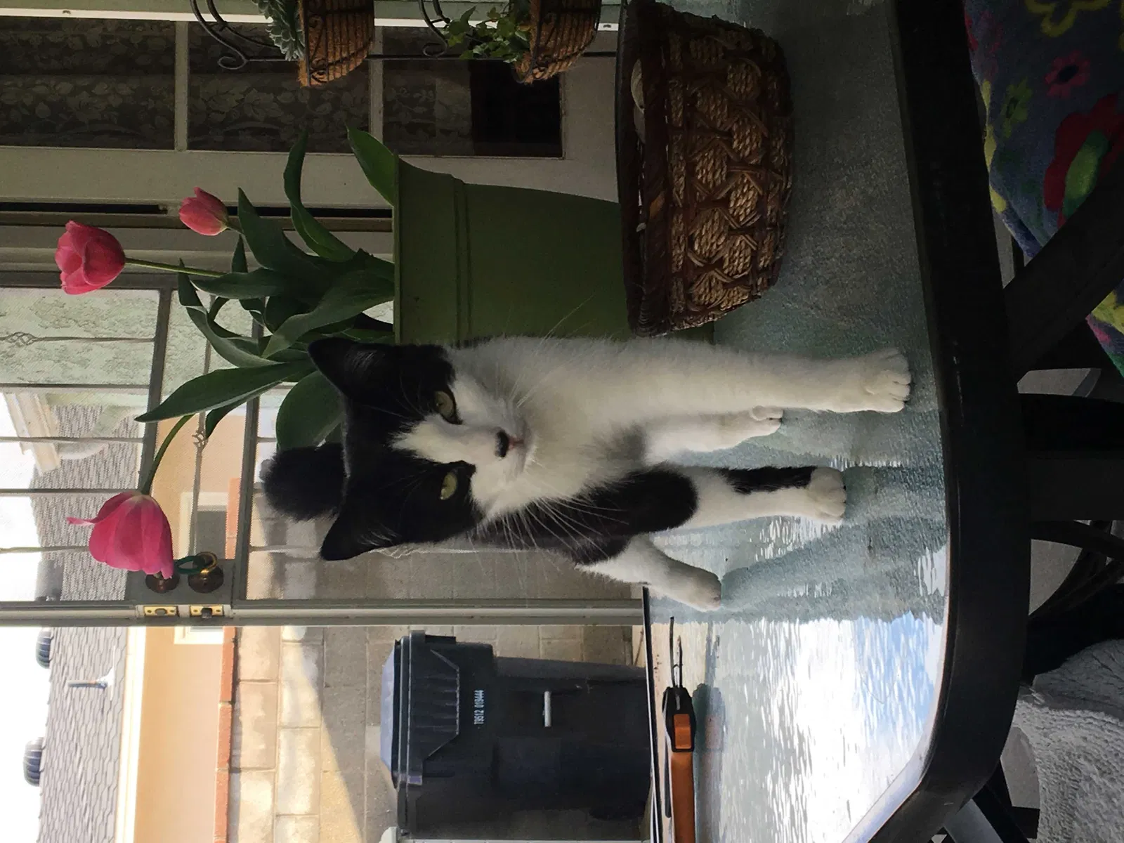 Lost cat in Whittier, CA, 90605